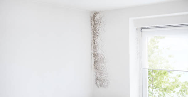 Best Indoor Air Quality Assessment  in Great Neck Plaza, NY