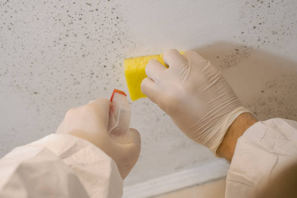 Asbestos and Lead Testing During Mold Inspection in Great Neck Plaza, NY